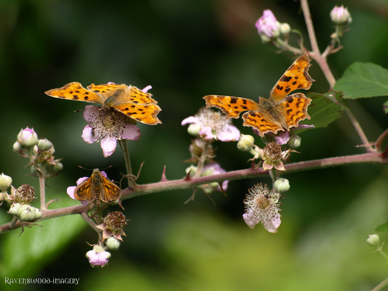 Comma's and Large Skipper on Bramble flowers