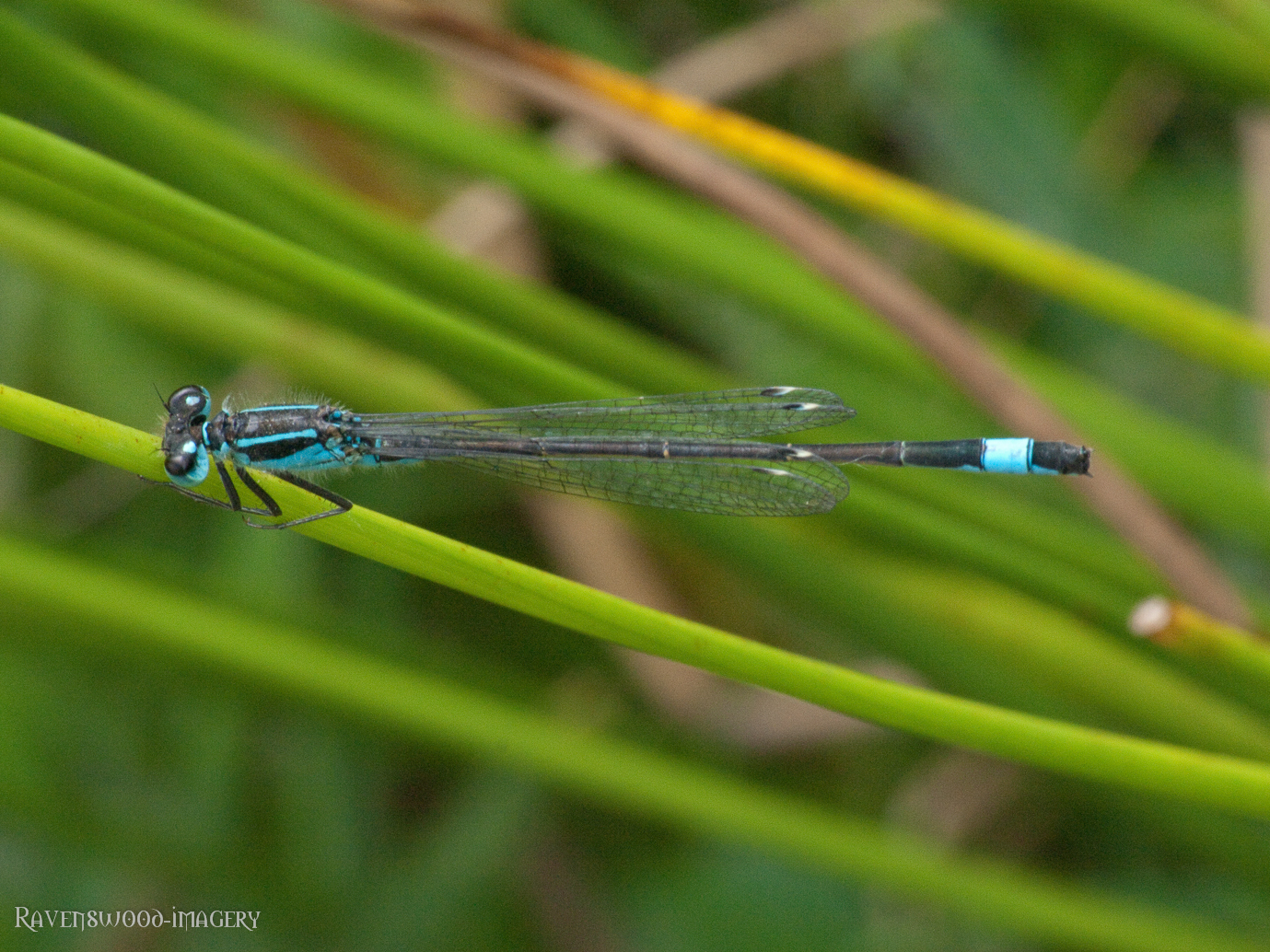 Blue tailed Damsellefly 