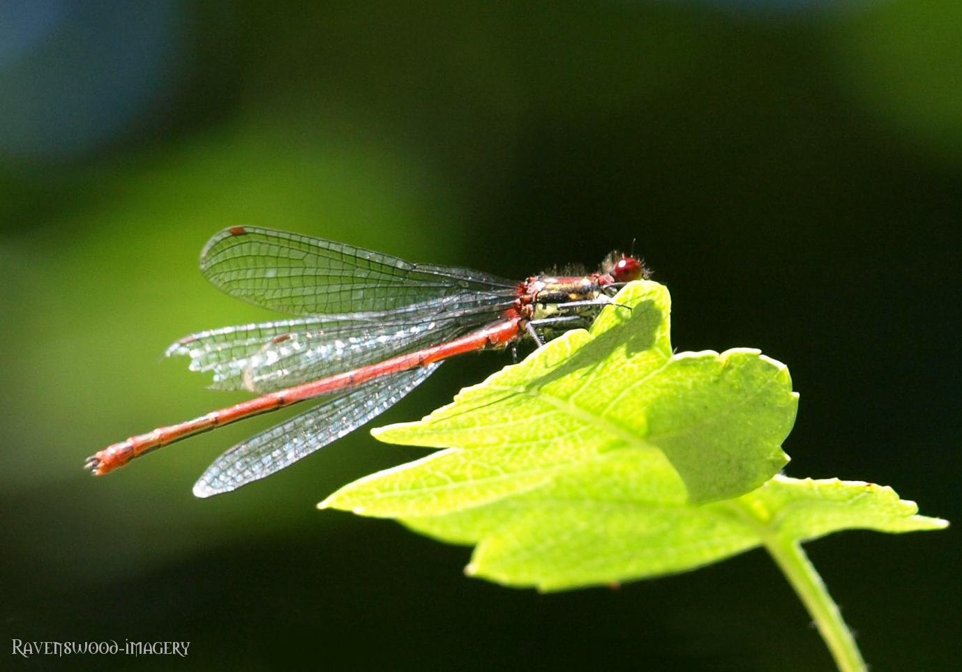 Large Red Damsellefly